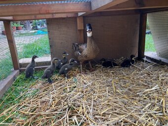 Indický bežec mláďatá - 2