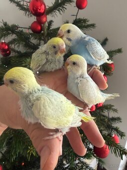 Andulky Dúhové Maznačikovia - 2