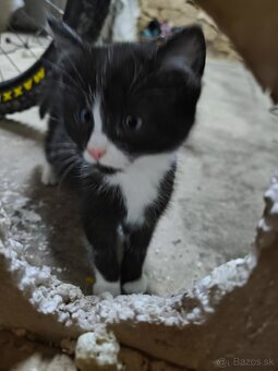 Darujem mačiatka - 2