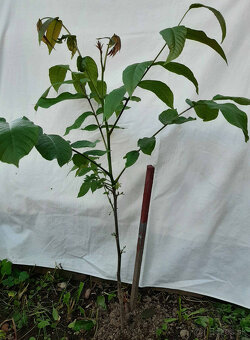 Predam stromcek/sadenicu orecha vlasskeho - 2