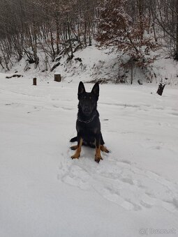 Nemecký ovčiak - 2