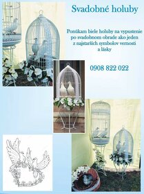 Biele svadobné holuby  2026 - 2