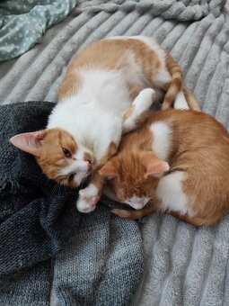 Darujem kocúrikov - 2