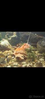 Rak cherax destructor - 2