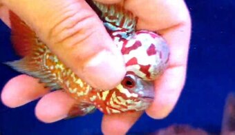 Flowerhorn kamfa shortbody - 2
