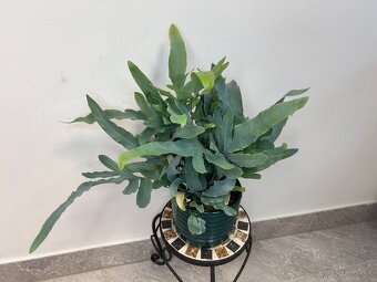 Papraď Phlebodium aureum ‘Blue Star’ - 2