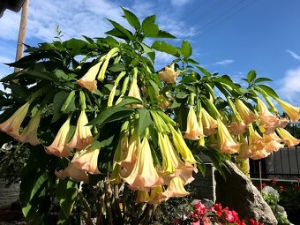 anjelská trúba - Brugmansia - 2