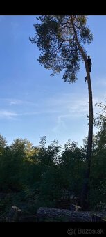 Pílenie orez stromov vyskovy rizokovy - 2