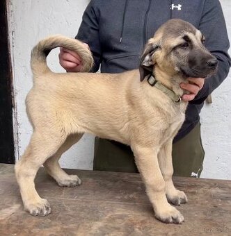 KANGAL - štěňata již K ODBĚRU, iba sučky - 2