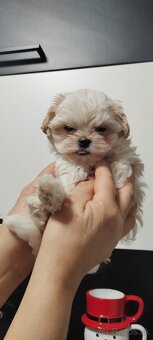 Predám Yorkshire terrier mini - 2