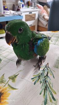 Eklektus Polychloros - 2