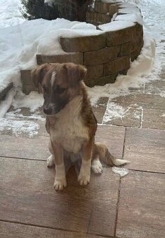 Šteniatko psíka - 2