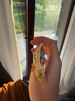 Pagekon riasnaty - 2