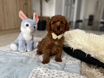 Trpasličí pudel šteniatka - 2