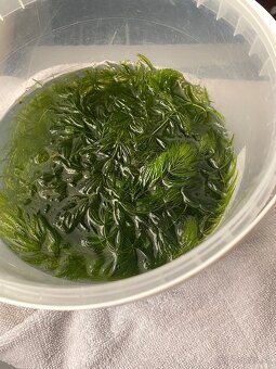 Akvarine rastliny - 2