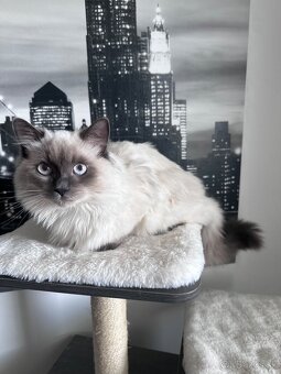 7 mesačný kocúrik Ragdoll - 2