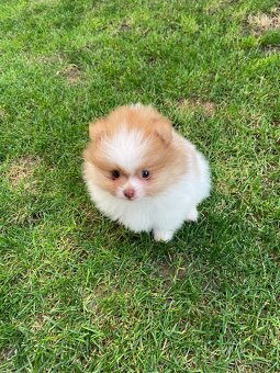 Pomeranian, špic, oranžový špic, pomik - 2