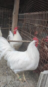 Leghorn - 2