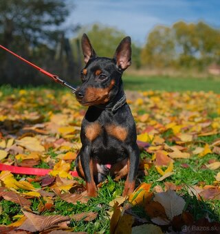 Trpasličí pinč (Miniatúrny pinč), pes s PP - 2