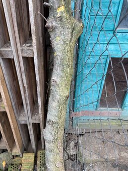 Drevorezbárstvo-drevo orech - 2