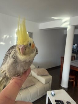 Korela Maznačik krotká - 2