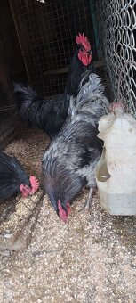 Kohuty australorpka cierne,sive - 2