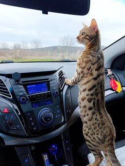 Bengalsky kocúr na krytie? - 2