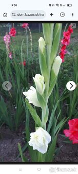 Predám hľuzy gladiol - 2