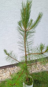 Borovica lesná výška 120cm - 2