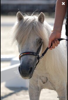 Pripustanie shetland pony - 2