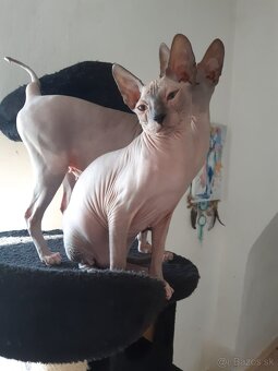 Don Sphynx Mačiatko - Kocúrik - 2