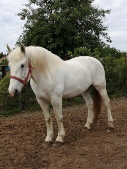 Kobyla plemena Percheron na predaj - 2