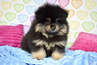 Pomeranian s PP - 2