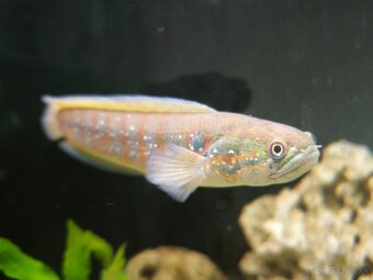 Channa asiatica Red - 2