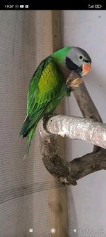 Predam - 2