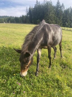 Predam Mulu / mulicu pony x osol - 2