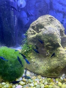 Krevetky Blue Dream – Neocaridina - 2