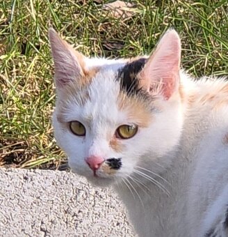 Mačičky Kitty a Riško - 2