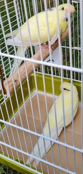 Predám kakariky - 2