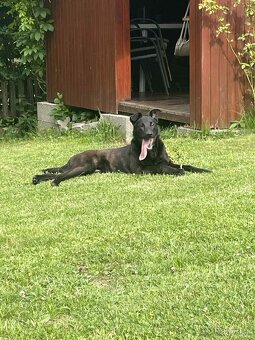 Darujem psíka kríženec labradora - 2