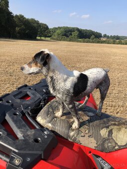 Jack Russell teriér parson - 2