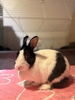 Darujem Zajačicu do dobrých rúk - 2