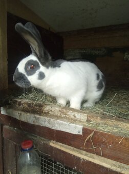 Nemecký obrovitý strakáč - 2