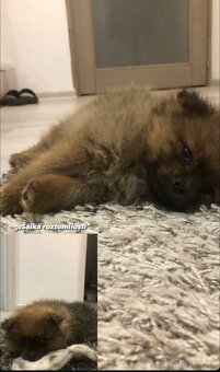 Predám šteniatka trpaslíci špic - 2