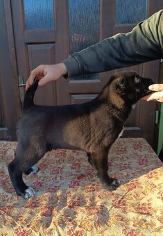 Stredoazijský ovčiak - 2