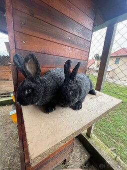 Predam kralikov samice - 2