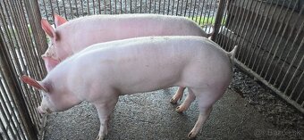 Jatočne ošipane - 2