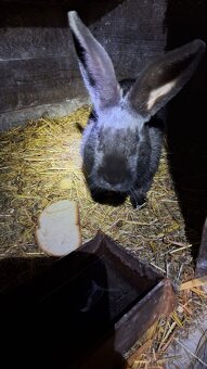 Samec Český strakáč - 2