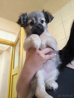 Čivava dlhosrsta fenka - 2