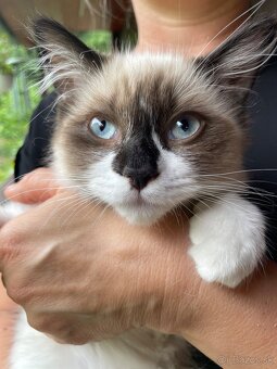 Ragdoll “priadky” macicky - 2